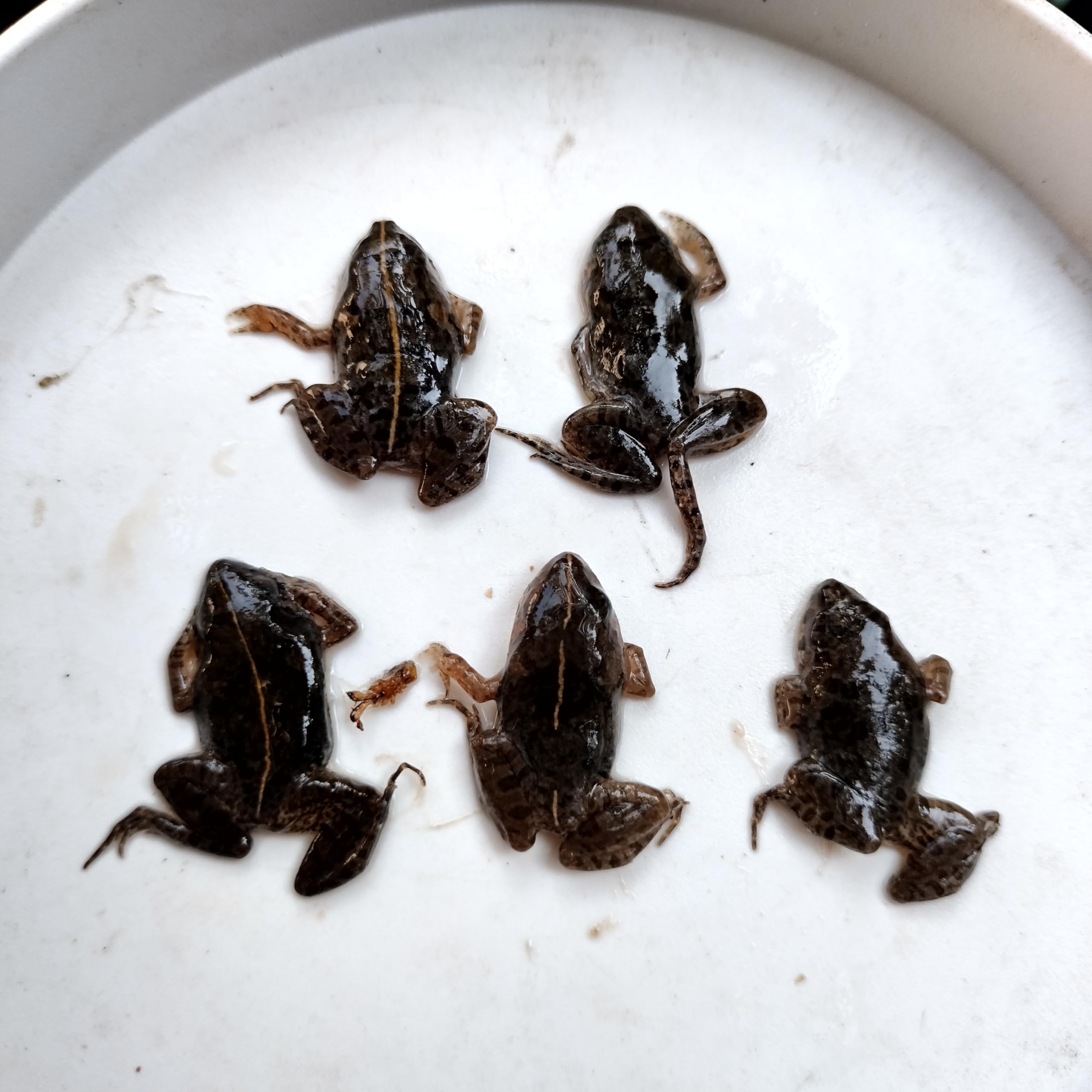 Amazon | 【給餌ガイド付き】拒食対策用 冷凍ヌマガエル 極小〜Mサイズ